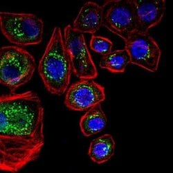 Invitrogen TGN46 Polyclonal Antibody 100 &mu;L; Unconjugated:Antibodies,