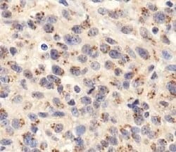 Invitrogen TGN46 Polyclonal Antibody 100 &mu;L; Unconjugated:Antibodies,
