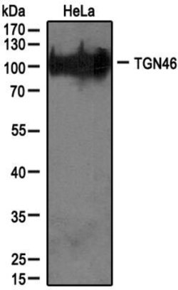 Invitrogen TGN46 Polyclonal Antibody 100 &mu;L; Unconjugated:Antibodies,