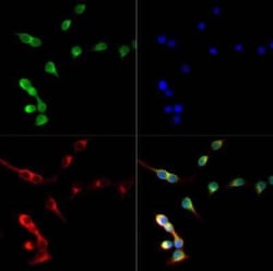 Invitrogen Nkx6.1 Polyclonal Antibody 100 &mu;L | Buy Online | Invitrogen&trade; | Fisher Scientific