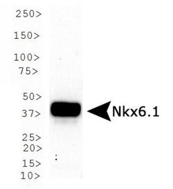 Invitrogen Nkx6.1 Polyclonal Antibody 100 &mu;L; Unconjugated:Antibodies,