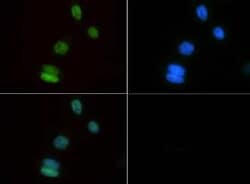 Invitrogen MYOD Polyclonal Antibody 100 &mu;L | Buy Online | Invitrogen&trade; | Fisher Scientific