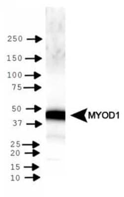 Invitrogen MYOD Polyclonal Antibody 100 &mu;L | Buy Online | Invitrogen&trade; | Fisher Scientific