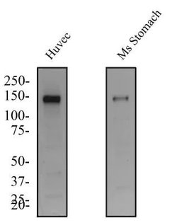 Invitrogen TEK Polyclonal Antibody 100 μL; Unconjugated:Antibodies,