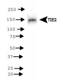 Invitrogen TEK Polyclonal Antibody 100 μL; Unconjugated:Antibodies,