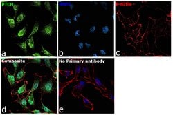 Invitrogen PTCH Polyclonal Antibody 100 &mu;L; Unconjugated:Antibodies,