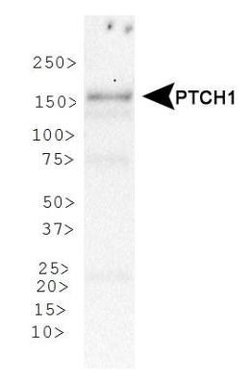 Invitrogen PTCH Polyclonal Antibody 100 &mu;L; Unconjugated:Antibodies,