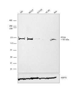Invitrogen PTCH Polyclonal Antibody 100 &mu;L; Unconjugated:Antibodies,