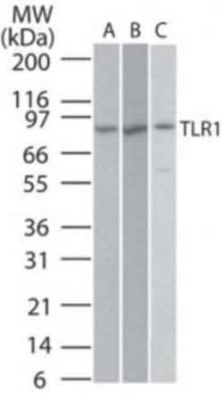 Invitrogen TLR1 Polyclonal Antibody 100 &mu;g | Buy Online | Invitrogen&trade; | Fisher Scientific
