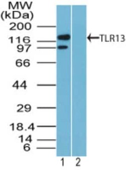 Invitrogen TLR13 Polyclonal Antibody 100 &mu;g | Buy Online | Invitrogen&trade; | Fisher Scientific