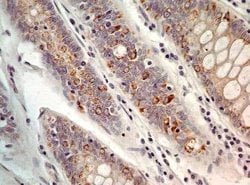 Invitrogen AGR2 Polyclonal Antibody 100 &mu;g; Unconjugated:Antibodies,