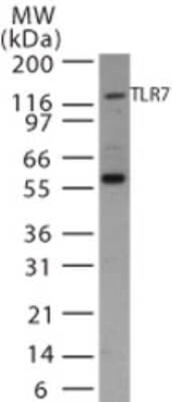 Invitrogen TLR7 Polyclonal Antibody 100 &mu;L | Buy Online | Invitrogen&trade; | Fisher Scientific