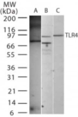 Invitrogen TLR4 Polyclonal Antibody 100 &mu;g; Unconjugated:Antibodies,