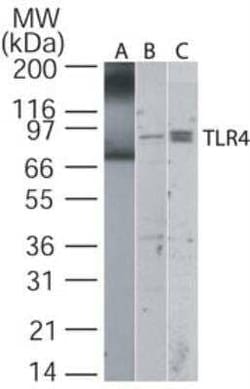 Invitrogen TLR4 Polyclonal Antibody 100 &mu;g; Unconjugated:Anticuerpos