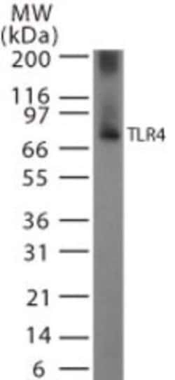 Invitrogen TLR4 Polyclonal Antibody 100 &mu;g; Unconjugated:Antibodies,