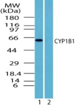 Invitrogen CYP1B1 Polyclonal Antibody 100 &mu;g | Buy Online | Invitrogen&trade; | Fisher Scientific