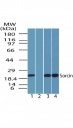 Invitrogen Sorcin Polyclonal Antibody 100 &mu;g; Unconjugated:Antibodies,