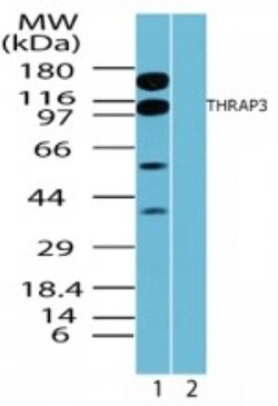 Invitrogen THRAP3 Polyclonal Antibody 100 &mu;g | Buy Online | Invitrogen&trade; | Fisher Scientific