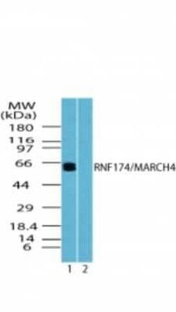 Invitrogen MARCH4 Polyclonal Antibody 100 &mu;g | Buy Online | Invitrogen&trade; | Fisher Scientific