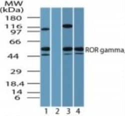 Invitrogen ROR gamma Polyclonal Antibody 100 &mu;g; Unconjugated:Antibodies,