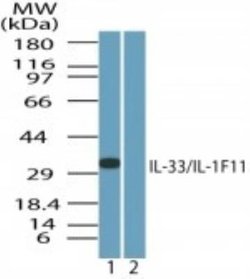 Invitrogen IL-33 Polyclonal Antibody 100 &mu;g; Unconjugated:Antibodies,