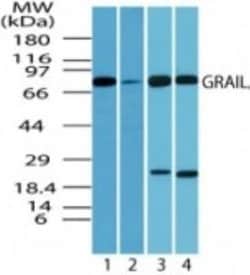 Invitrogen RNF128 Polyclonal Antibody 100 &mu;g; Unconjugated:Antibodies,