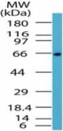 Invitrogen NFkB p65 Polyclonal Antibody 100 &mu;g; Unconjugated:Anticuerpos