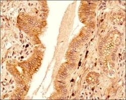 Invitrogen c-MAF Polyclonal Antibody 100 &mu;g; Unconjugated:Antibodies,