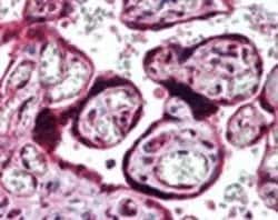 Invitrogen c-MAF Polyclonal Antibody 100 &mu;g; Unconjugated:Antibodies,