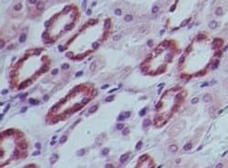 Invitrogen c-MAF Polyclonal Antibody 100 &mu;g; Unconjugated:Antibodies,