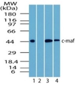 Invitrogen c-MAF Polyclonal Antibody 100 &mu;g; Unconjugated:Antibodies,