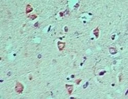 Invitrogen LC3A Polyclonal Antibody 100 μg; Unconjugated:Antibodies,