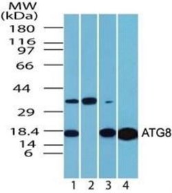 Invitrogen LC3A Polyclonal Antibody 100 μg; Unconjugated:Antibodies,