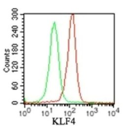 Invitrogen KLF4 Polyclonal Antibody 100 &mu;g; Unconjugated:Antibodies,