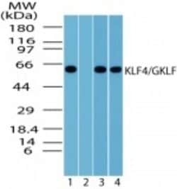 Invitrogen KLF4 Polyclonal Antibody 100 &mu;g; Unconjugated:Antibodies,