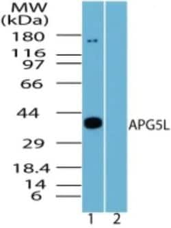 Invitrogen ATG5 Polyclonal Antibody 100 &mu;g; Unconjugated:Antibodies,