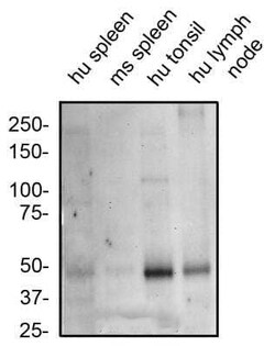 Invitrogen CXCR7 Polyclonal Antibody 100 &mu;g; Unconjugated:Antibodies,