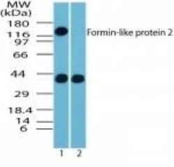 Invitrogen FMNL2 Polyclonal Antibody 100 μg; Unconjugated:Antibodies,
