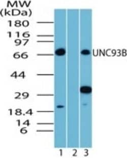Invitrogen UNC93B1 Polyclonal Antibody 100 &mu;g; Unconjugated:Antibodies,