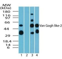 Invitrogen VANGL2 Polyclonal Antibody 100 &mu;g; Unconjugated:Antibodies,