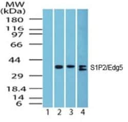 Invitrogen S1PR2 Polyclonal Antibody 100 &mu;g; Unconjugated:Antibodies,