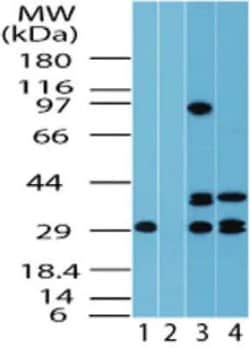 Invitrogen FUZ Polyclonal Antibody 100 &mu;g; Unconjugated:Antibodies,