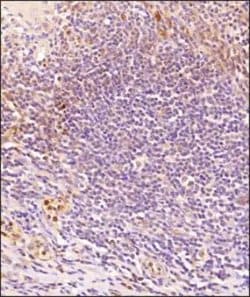 Invitrogen GPR18 Polyclonal Antibody 100 &mu;g; Unconjugated:Antibodies,
