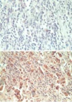 Invitrogen GPR18 Polyclonal Antibody 100 &mu;g; Unconjugated:Antibodies,