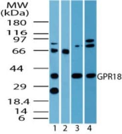 Invitrogen GPR18 Polyclonal Antibody 100 &mu;g; Unconjugated:Antibodies,