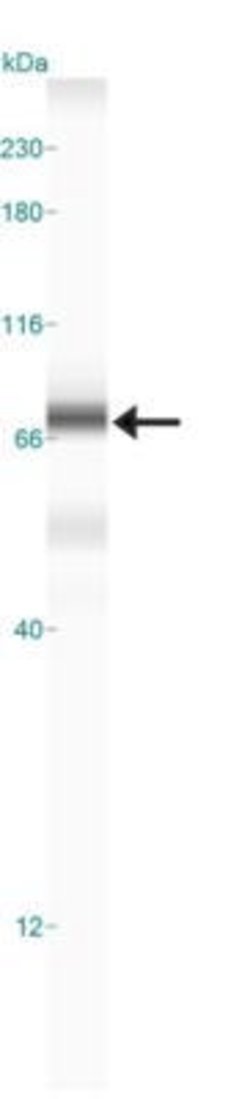 Invitrogen TGM2 Polyclonal Antibody 100 &mu;g; Unconjugated:Antibodies,
