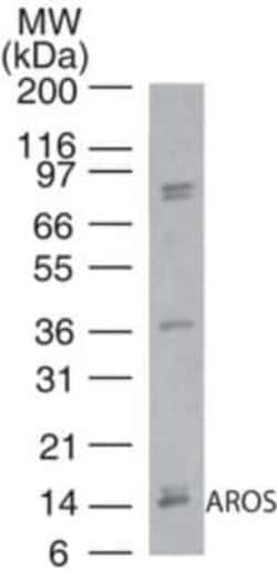 Invitrogen AROS Polyclonal Antibody 100 &mu;g; Unconjugated:Antibodies,