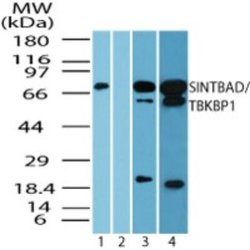 Invitrogen Prosapip2 Polyclonal Antibody 100 &mu;g; Unconjugated:Antibodies,
