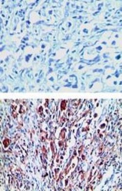 Invitrogen LGR7 Polyclonal Antibody 100 &mu;L; Unconjugated:Antibodies,