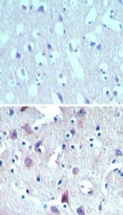 Invitrogen C8orf55 Polyclonal Antibody 100 &mu;g; Unconjugated:Antibodies,